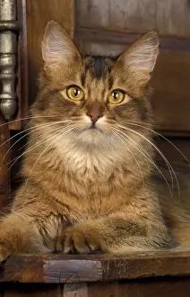 Katze aus Somalia