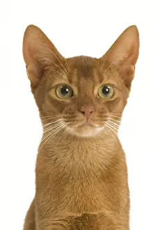 Domestic Short Haired Cats Drucke: Cat - Sorrel Abyssinian in studio