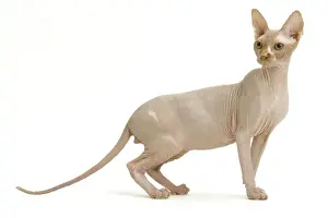 Katze - Sphinge