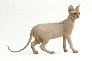 Unique Pet Photography Ideas Drucke: Cat - Sphinx