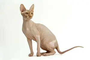 Drucke von LA-1924 Katze - Sphinx Jean-Michel Labat Bitte beachten Sie, dass Drucke nur für persönliche Anzeigenzwecke gedacht sind und nicht reproduziert werden dürfen Sphynx Drucke: Katze - Sphinge