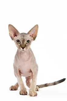 Drucke von LA-5409 Katze - Sphinx-Kätzchen - 4 Monate alt Jean-Michel Labat Beachten Sie bitte Sphynx Drucke: Katze - Sphinx-Kätzchen - 4 Monate alt
