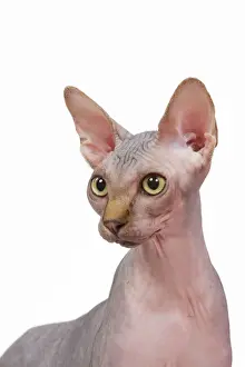 Drucke von LA 6577 Katze - Sphinx im Studio Jean-Michel Labat Bitte beachten Sie, dass die Drucke nur für persönliche Anzeigenzwecke gedacht sind und nicht reproduziert werden dürfen Bilder Datiert 2009 September: Katze - Sphinx im Studio