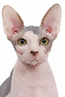 Hairless Cat Breeds Drucke: Cat - Sphinx in studio