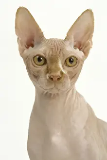 Jean Michel Labat Artwork Prints Drucke: Cat - Sphynx
