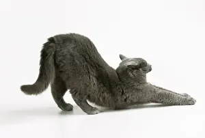 Domestic Cat Photography Drucke: Cat Stretching
