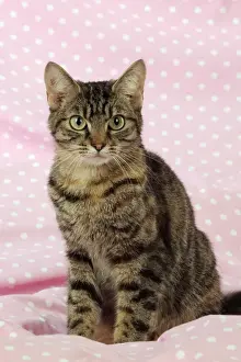 Mammals For Sale Drucke: CAT. Tabby cat