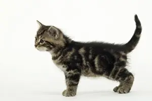 Animal Portrait Art Drucke: CAT - Tabby Kiten