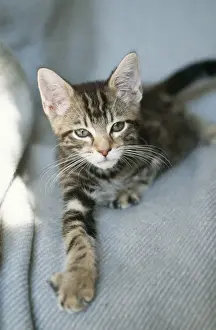 Katze Tabbys Katzenkind