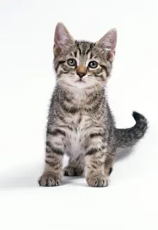 Cat Photography Prints Drucke: Cat Tabby Kitten