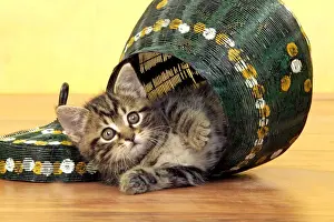 Animal Prints For Home Decor Drucke: Cat - tabby kitten in pot
