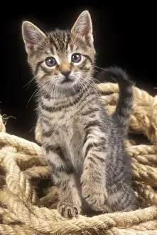 Kitten Photography Drucke: Cat Tabby Kitten in rope