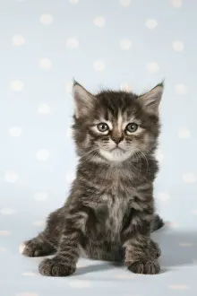 Tabby Kitten Pictures Drucke: Cat - Tabby kitten sitting down