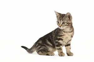 Young Tabby Cats Drucke: Cat - tabby kitten in studio