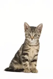Gerahmter Druck : Katze - Tabattig Kätzchen im Studio Gerahmter Druck : Katze - Tabattig Kätzchen im Studio