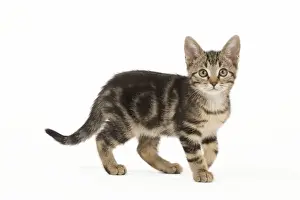 Katze - Tabby-Katzenkitten im Studio