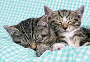 Tabby Kittens Drucke: Cat Tabby kittens asleep on gingham