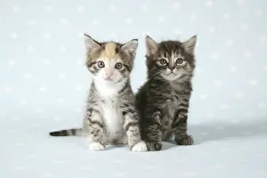 Pet Photography Art Drucke: Cat - Two tabby kittens sitting together