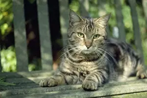 Tabby Cat Breeds Drucke: Cat - tabby lying on bench