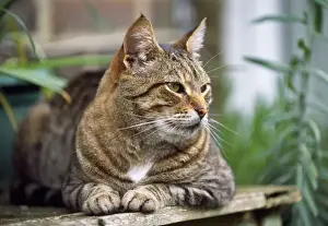 Mammals At Home Drucke: Cat - Tabby - lying on table in garden