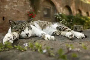 Personalized Pet Prints Online Drucke: Cat - Tabby and White cat, sleeping