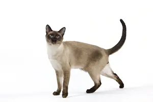 Katze aus Thailand