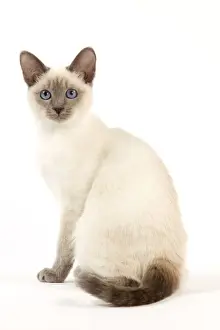 Katze - Thailandisch Katze, Thailänder Kätzchen