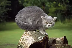Aggressive Cat Behavior Drucke: Cat - in threatening / aggressive pose