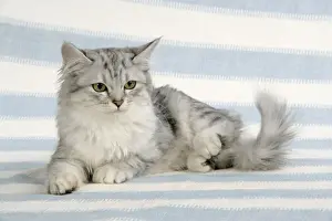 Katze, Tifanee