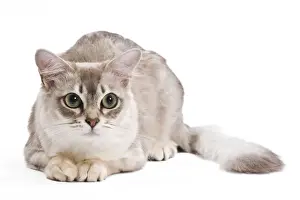 White Cat Breeds Drucke: Cat - Tiffany in studio