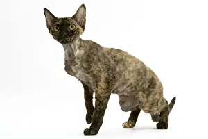 Studio Cat Portraits Drucke: Cat - tortie Devon Rex in studio