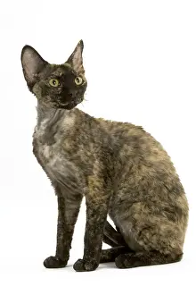 Unique Pet Photography Prints Drucke: Cat - Tortie-Tabby Devon Rex - Sitting down