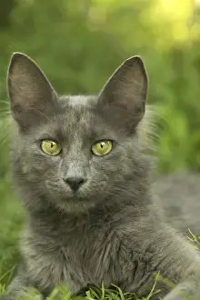 Turkish Angora Cat Drucke: Cat - Turkish Angora