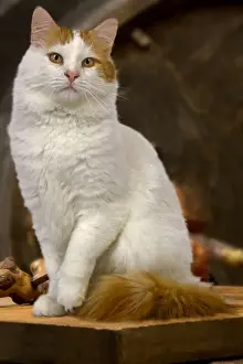 Semi Longhair Cat Breeds Drucke: Cat - Turkish Van
