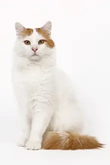 Kat - türkischer van im studium