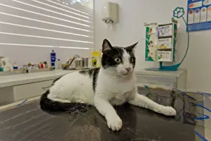 Pet Care Drucke: Cat - on vets table - Veterinary practice