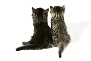 Pet Photography Art Drucke: Cat - Back view of two kittens