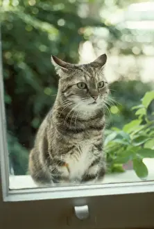 Domestic Cat Sitting Drucke: Cat - waiting to be let in