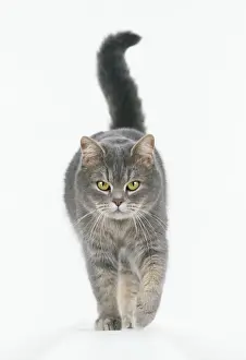 Pet Photography Prints Drucke: Cat Walking towards camera