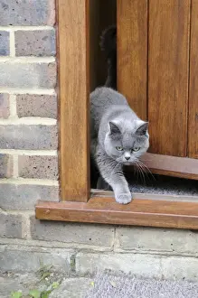 Mammals At Home Drucke: CAT. walking out of back door