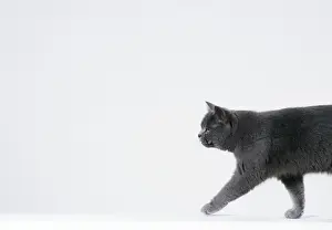Personal Display Art Prints Drucke: Cat Walking sequence G2