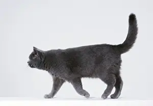 Cat Photography Prints Drucke: Cat Walking sequence G5