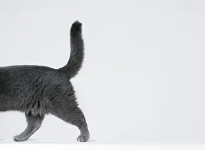 Pet Photography Art Prints Drucke: Cat Walking sequence G8