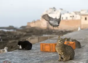 North Africa Animals Drucke: Cat - on wall - Morocco