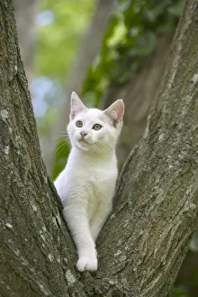 Weißer Katze im Baum