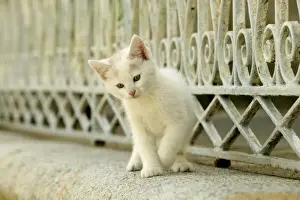 Limited Edition Pet Art Drucke: Cat White kitten