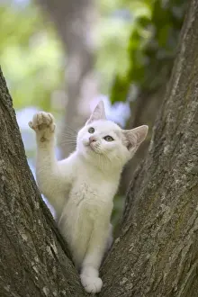 Wildlife Pet Photography Drucke: Cat White kitten in tree
