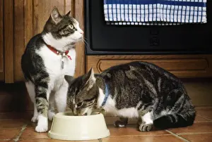 Personal Display Art Prints Drucke: Cat - x2 eating