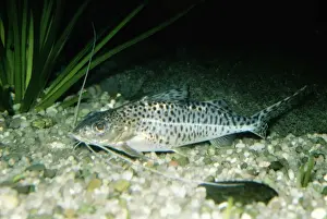 Wildlife Fish Photos Drucke: Catfish