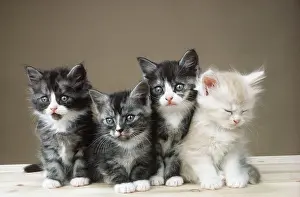 Katzen und vier Katzenkittenz sitzen zusammen